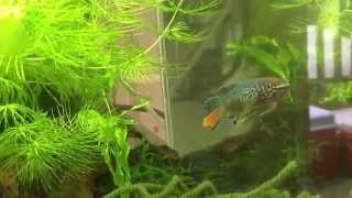 Blue Gularis Killifish Fundulopanchax sjoestedti [upl. by Tsew]