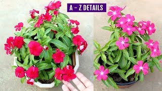 BEST Way to Grow Vinca from Seeds amp TIPS for MAXIMUM Flowers [upl. by Lissa]