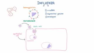 Influenza A and B Infection and Replication [upl. by Gaskins]