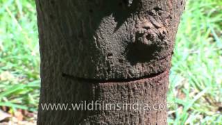 Sandalwood or Santalum Album or Sreegandha chandanThe fragrant wood [upl. by Onateyac525]