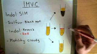 IMViC  Indole  MRVP  Citrate  Microbiology Lab [upl. by Oznol]