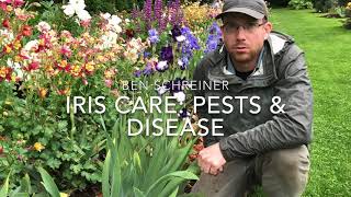 Iris Care Pests and Disease [upl. by Lyrehc202]