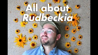 An Indepth Guide to Rudbeckia BlackEyed Susan [upl. by Aihseuqal]