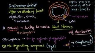 Haemophilus influenzae pathogenesis [upl. by Aylmar]