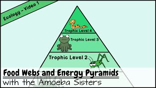 Food Webs and Energy Pyramids Bedrocks of Biodiversity [upl. by Ynnaffit]