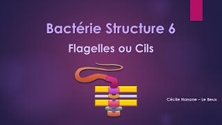 Bactérie Structure 6 FLAGELLES CILS [upl. by Tonia]