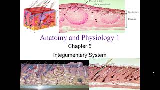 Chapter 5 Integumentary System [upl. by Nitsew]