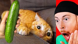 Cats Reacting to Cucumbers Montage [upl. by Neal]