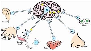 Electrophysiology Part 1  The Resting Membrane Potential RMP amp Action Potentials [upl. by Nohj597]