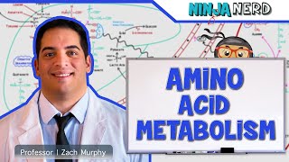 Metabolism  Amino Acid Metabolism [upl. by Oitaroh119]