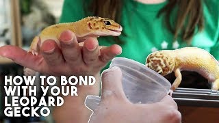 5 TIPS TO MAKE YOUR GECKO LOVE YOU [upl. by Erodoeht]