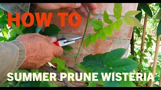 How to summer prune wisteria [upl. by Alikat362]