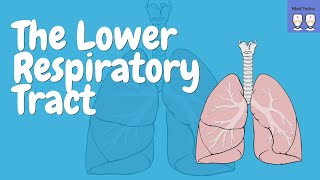 The Lower Respiratory Tract Anatomy of Trachea Bronchi Bronchioles Alveoli Lungs [upl. by Llenrev]