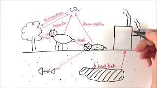 A2 Biology  Carbon cycle OCR A Chapter 233 [upl. by Aiyt]