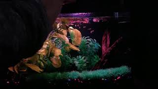 Way overstocked 10 gallon guppy tank and feeding frenzy [upl. by Macey253]