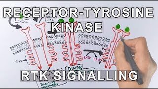 Receptor Tyrosine Kinase  RTK Signalling [upl. by Publias245]