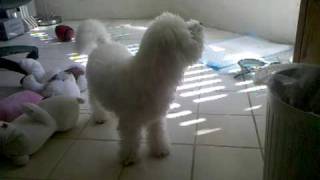 bichon frise bark bark [upl. by Anak]