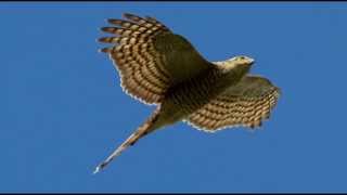 Sparrowhawk Bird Call Bird Song [upl. by Namor287]