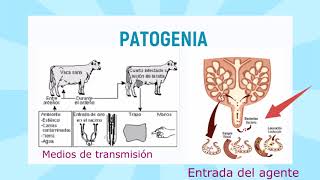 MASTITIS EN BOVINOS [upl. by Flint]