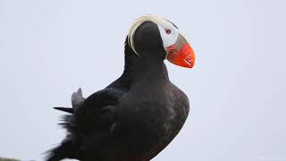 Tufted Puffins [upl. by Lenny878]