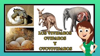 vivíparos ovíparos y ovoviviparos video educativos para niños [upl. by Haleak]