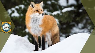 Red Fox Sounds Sounds Foxes Actually Make [upl. by Donoho]