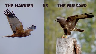 Marsh Harrier vs Common Buzzard [upl. by Aicina]