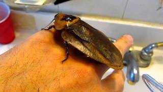 Giant Cockroach  Blaberus Giganteus [upl. by Mccahill]