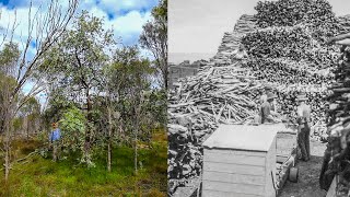 Sandalwood  The Story of Sandalwood in Western Australia [upl. by Neffets]