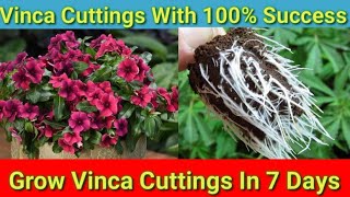 How to Grow Vinca From Cuttings Easily [upl. by Oemor]