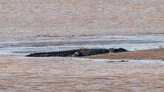 Amazing footage of giant 7m crocodile  Filmed in the wild [upl. by Inait]