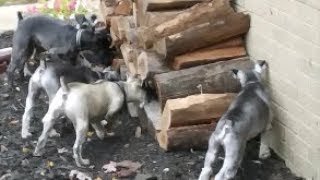 Ratting Dogs  Life With 6 Schnauzers [upl. by Acinorav]