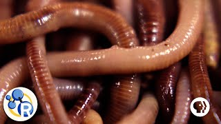 How Do Worms Turn Garbage into Compost [upl. by Silvana438]