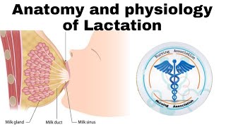 Anatomy amp Physiology of Lactation  Nursing Lecture [upl. by Eal]