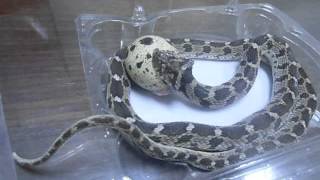 Egg Eater Snake Care Dasypeltis Scabra ثعبان أكل البيض  الفارغة [upl. by Erait674]