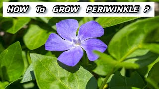 Growing Vinca  How to Plant Periwinkle [upl. by Gnilyam]