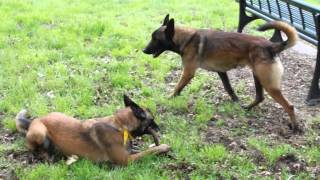 malinois couple brina x hadès [upl. by Nadine]