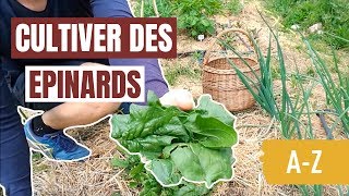 Tuto jardin  Comment cultiver des épinards AZ [upl. by Cliffes437]