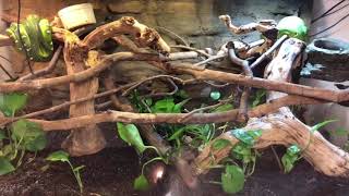 Emerald tree boa Enclosure [upl. by Auqenes494]