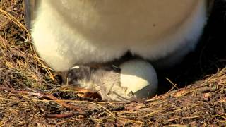 Penguin Chick Hatching [upl. by Deny]