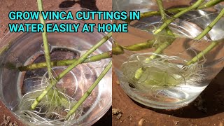 GROW VINCA CUTTINGS IN WATER EASILY AT HOME [upl. by Chelton]