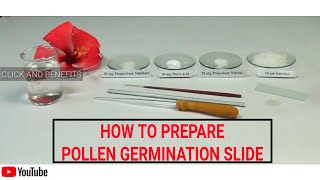 HOW TO PREPARE TEMPORARY SLIDE OF POLLEN GERMINATION  STUDY OF POLLEN GERMINATION 12 BIO PRACTICAL [upl. by Coady754]