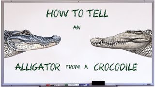 How to tell an alligator from a crocodile [upl. by Odraner]