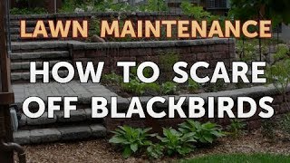 How to Scare Off Blackbirds [upl. by Billie]