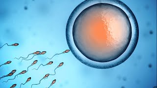 Human Physiology  Fertilization and Implantation [upl. by Tica]