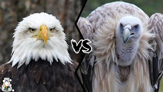 EAGLE VS VULTURE  Which is The Strongest [upl. by Ecinert]