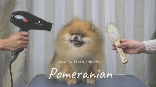 POMERANIAN GROOMING MASTERCLASS by Pomeranian Beauty [upl. by Alica]