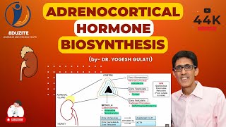 Adrenocortical Hormone Biosynthesis [upl. by Anastatius953]