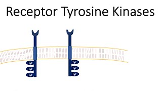 Receptor Tyrosine Kinases  RTK [upl. by Wellesley]