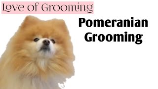 Grooming a Pomeranian [upl. by Alcus]